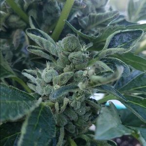 Meet your Posher, Trey